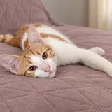 Кот Чипс ищет дом 1