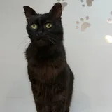 Кот Граф 2