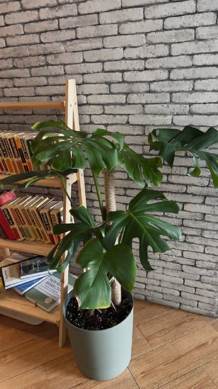 Монстера с горшком Lamela 13 л и опорой 75 см 2