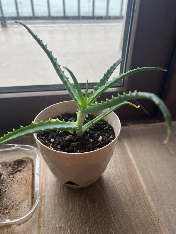 Комнатные цветы алое, суккулент, пеперомия 3