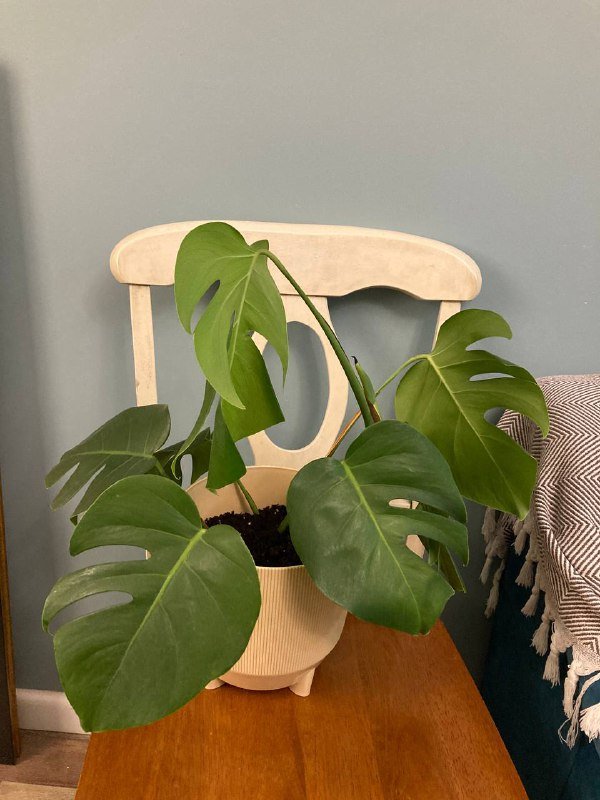 Монстера Делисиоза растение в горшке 2