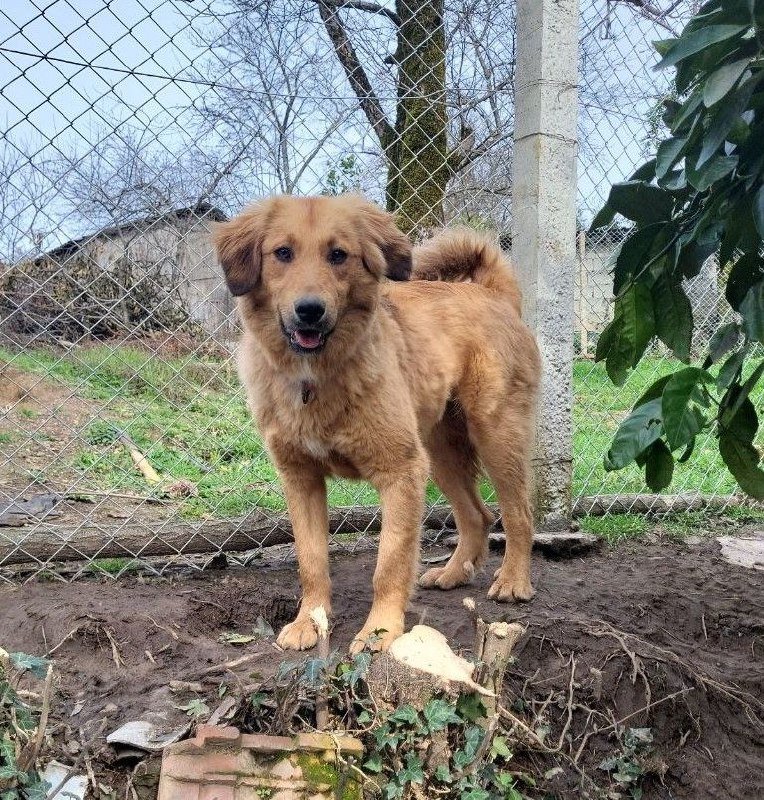 Метиска девочка 9 мес. для adoption