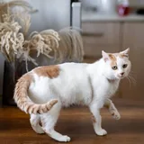 Кот Рокки 5