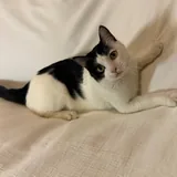 Кот ищет дом 2