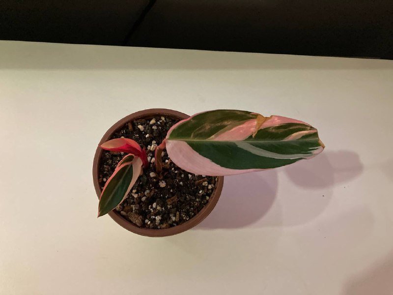 Строманта с грунтом и кашпо, набор суккулентов, Каланхоэ Федченко 5