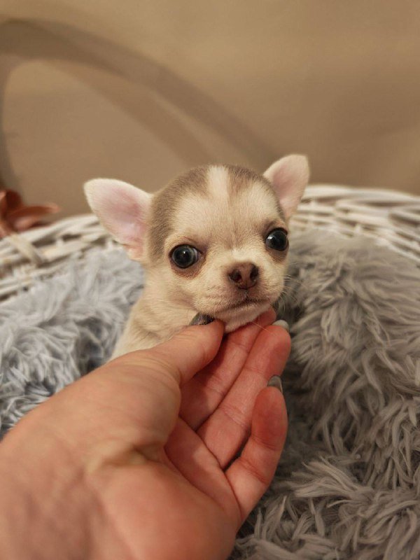 Щенки микро-чихуахуа 2