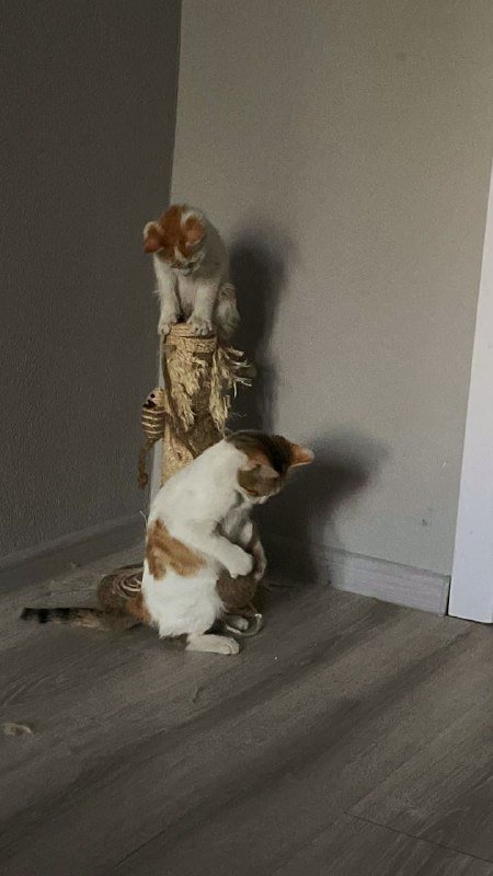 Котята белый с цветными пятнышками 5