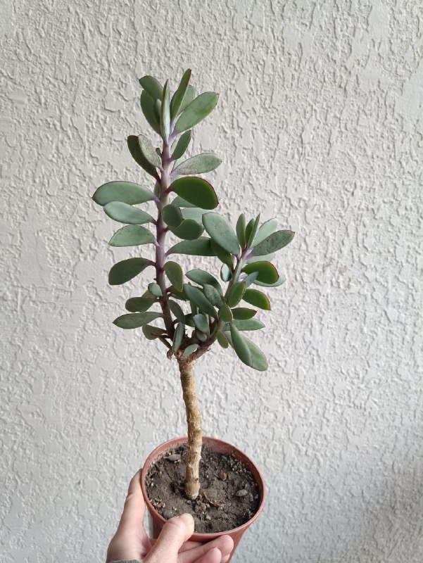 Алоэ вера, Крассула, Замиокулькас растения 5