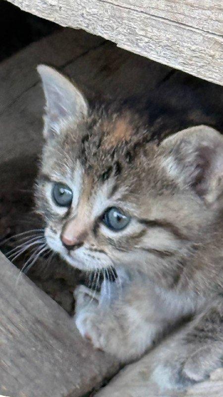 Котята, две кошечки 5