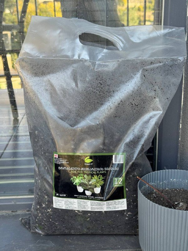 Аспарагус перистый большое комнатное растение 8