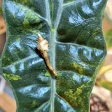 Alocasia Pseudo-Sanderiana Aurea Variegata ტუბერი, ნერგი 2