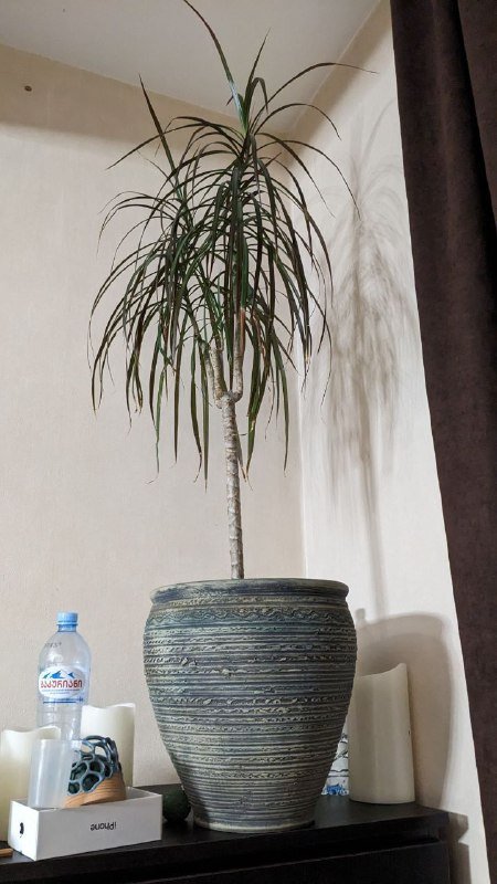 Джойстик Xbox, лестница, набор для ремонта, теннисная ракетка, драцена в горшке 3