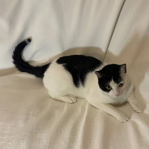 Кот ищет дом