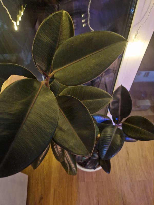 Фикус-эластика 4