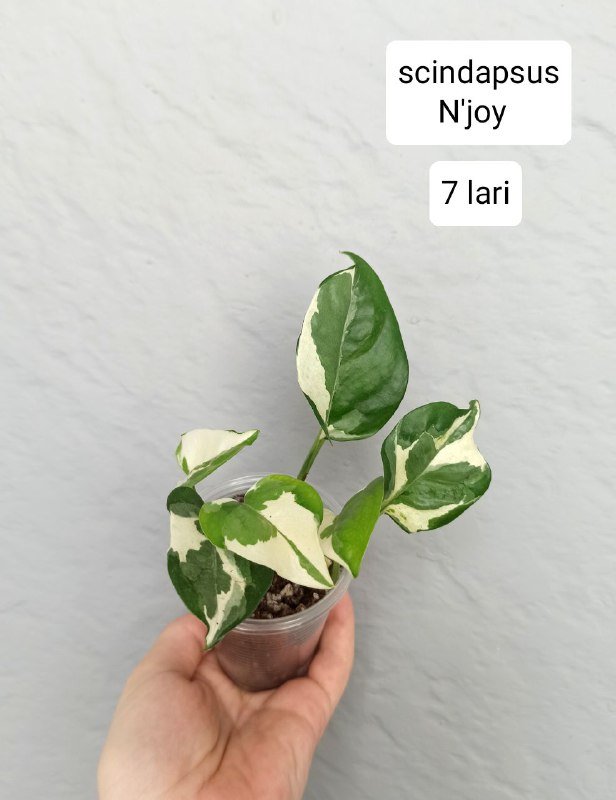 Комнатные растения 3