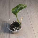 Монстера Lechleriana, Эпипремнум Marble Queen 6