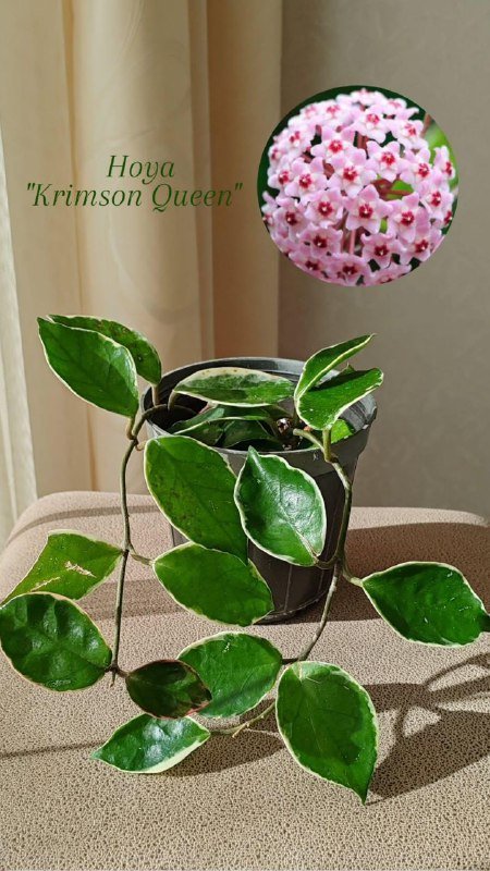 Комнатные растения 6