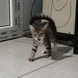 Котята 8