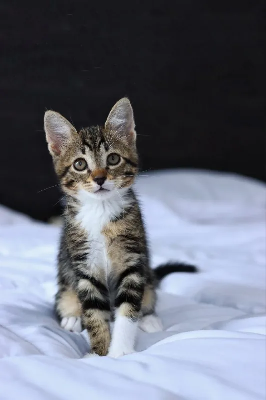 Котёнок Криспи 1