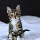 Котёнок Криспи 1