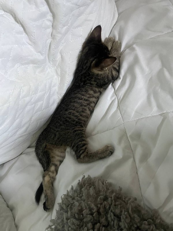 Котёнок девочка 1,5 месяца в хорошие руки