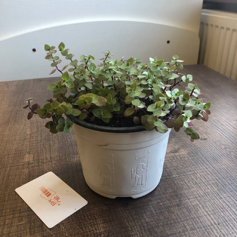 Хлорофитум, Сциндапсус, Каланхое, Каллизия, Ледебурия цветы в горшках 10