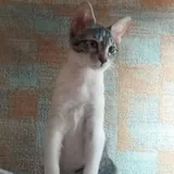 Кошечка, 4 месяца 3