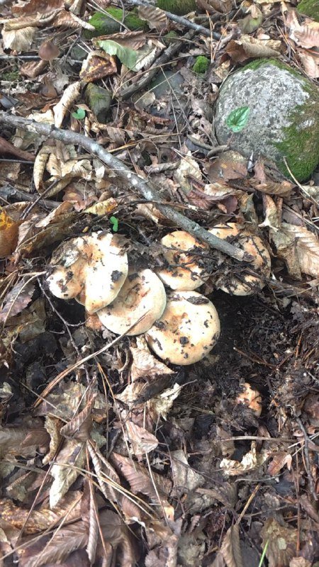 Свежие лесные грибы боровики, рыжики, опята до 8 кг 2