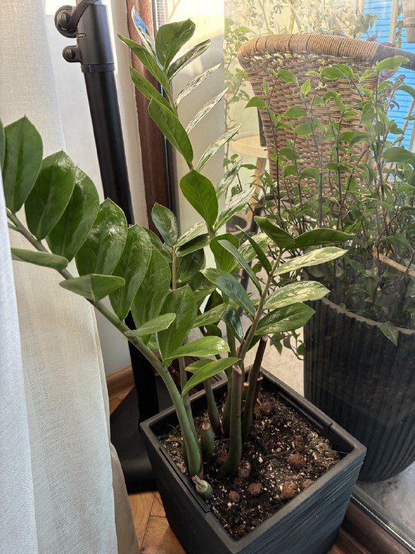 Замиокулкус