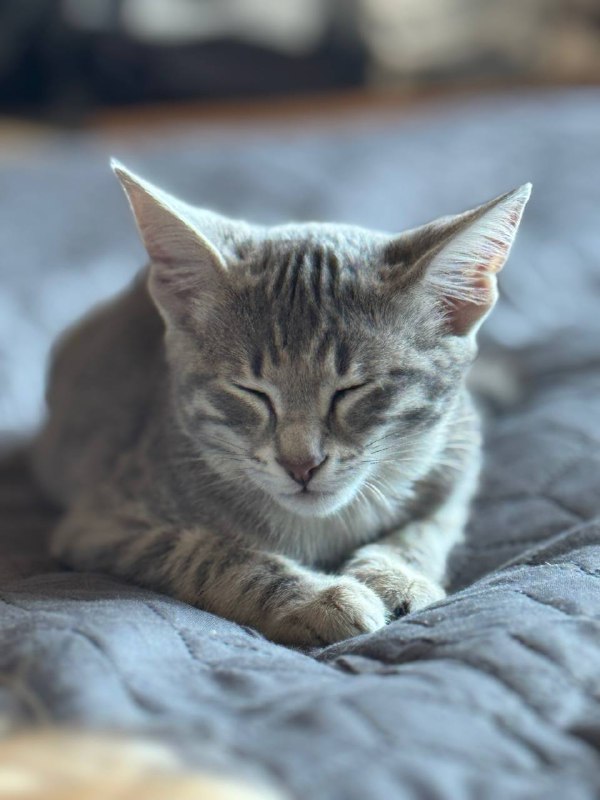 Котёнок ищет дом 2