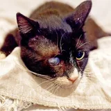 Котик Стиви 3