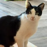 Тесла, котик 3