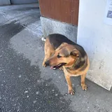 Собака ищет хозяев 2