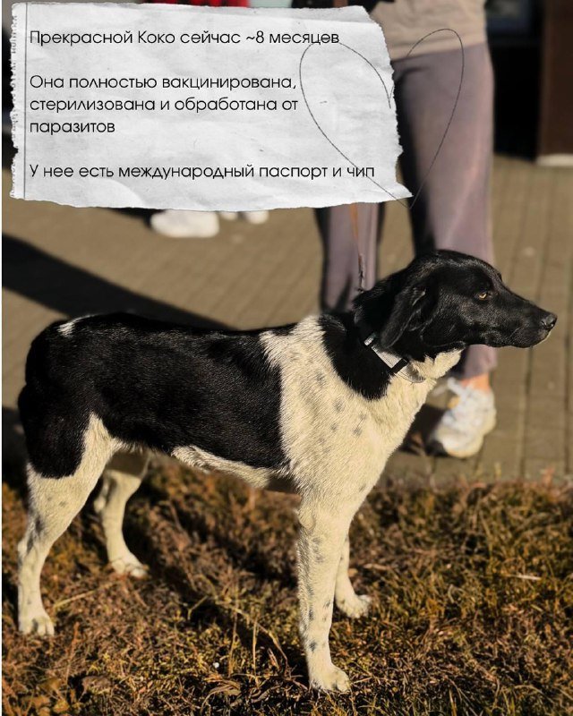 Собака Коко ищет дом 2