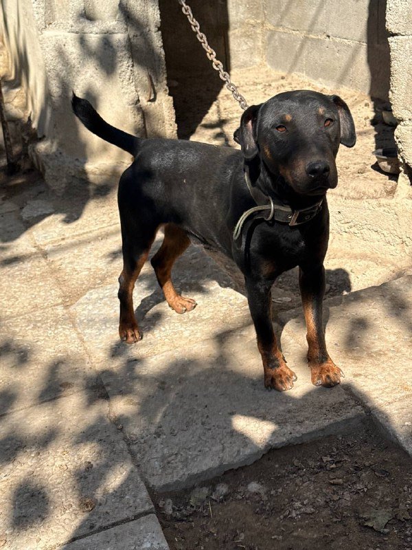 Охотничья собака яктерьер 2