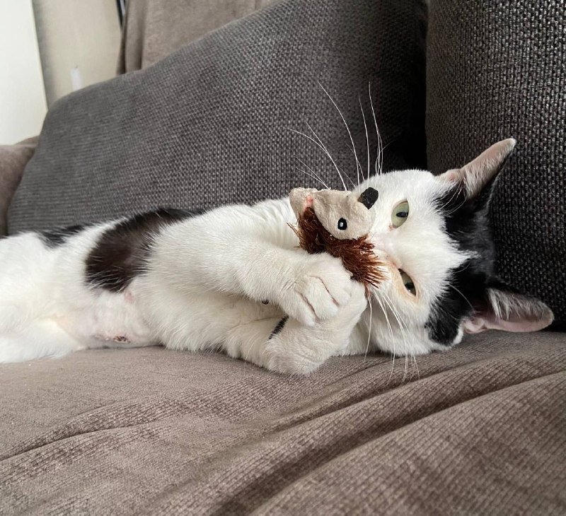 Кот Лекс для добрых рук