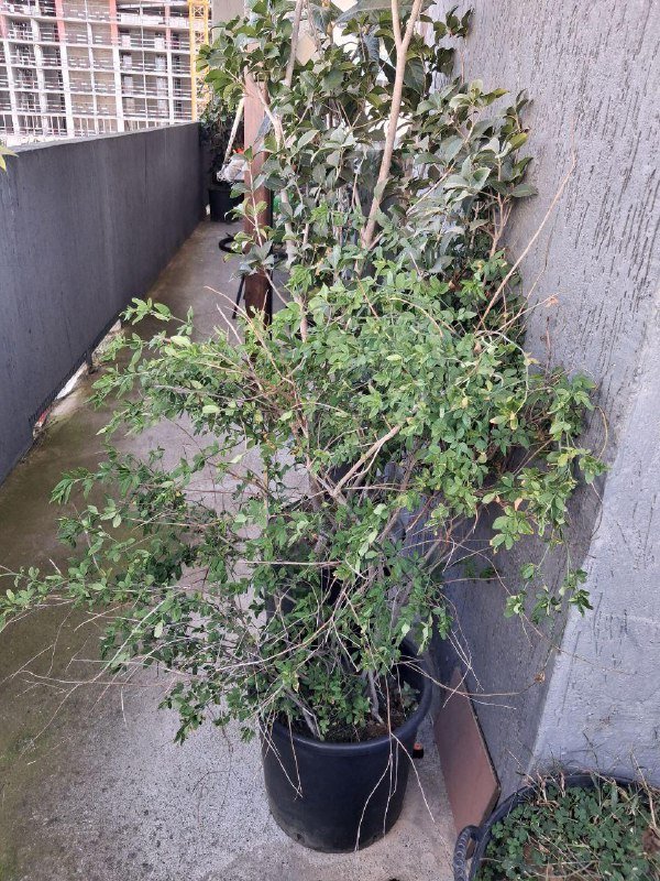 Лимон, Камелия, Можжевельник, Виноград, Нандина, Роза, Олеандр, Авокадо, Мушмула, Аукба, Кипарисовик, Фикус микрокарпа, Каркас качели 8