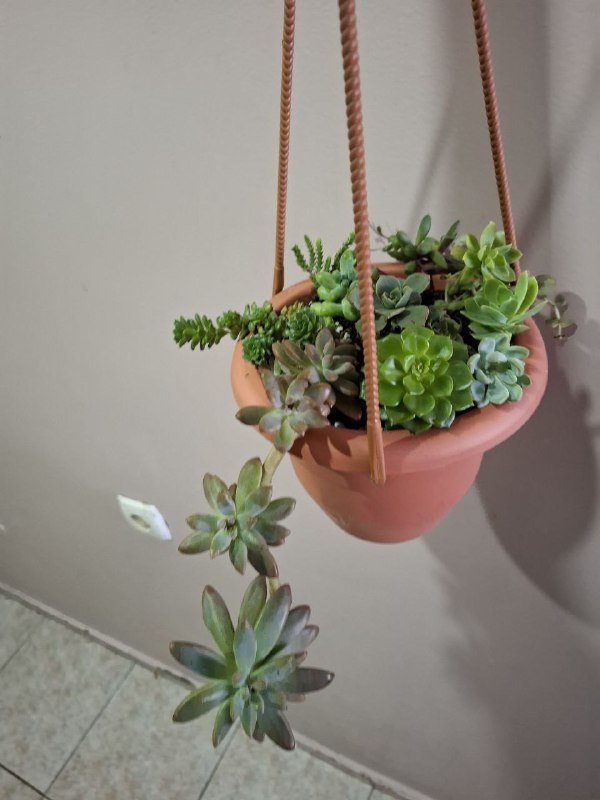 Монстеры разных размеров, рафидофора, папоротник, суккуленты, роули 10