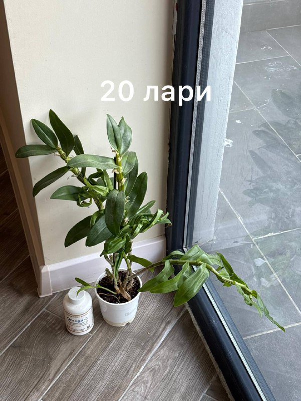 коллекция домашних цветов 3