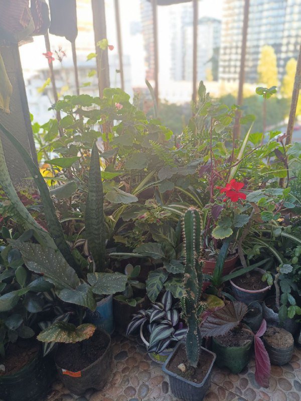 комнатные цветы 2