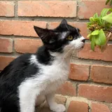 Котенок Звёздочка 2