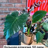 Комнатные цветы в горшках 3