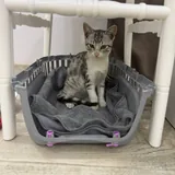 Котенок Лео 2