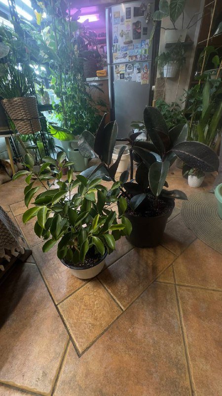 Два фикуса Гинсенг и Фикус эластика абиджан