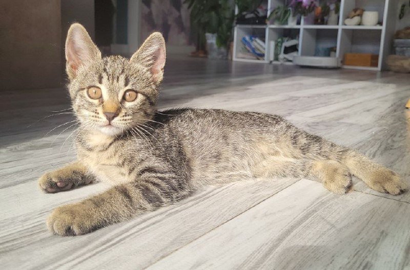 Мини-тигрица котенок ищет дом 5