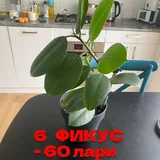 Монстеры, фикусы 8