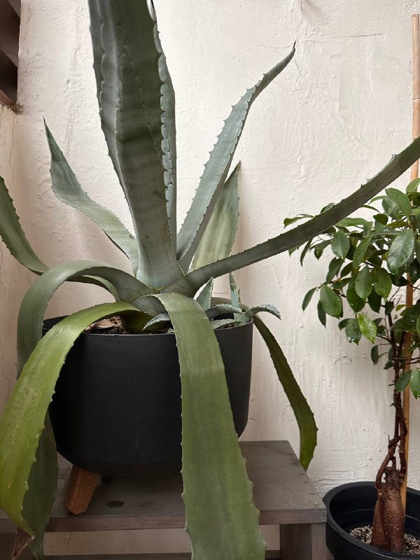 Агава, горшочные цветы, 30 лари 2