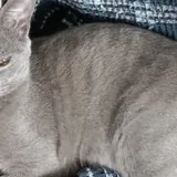 Русский голубой котёнок Грогу 7