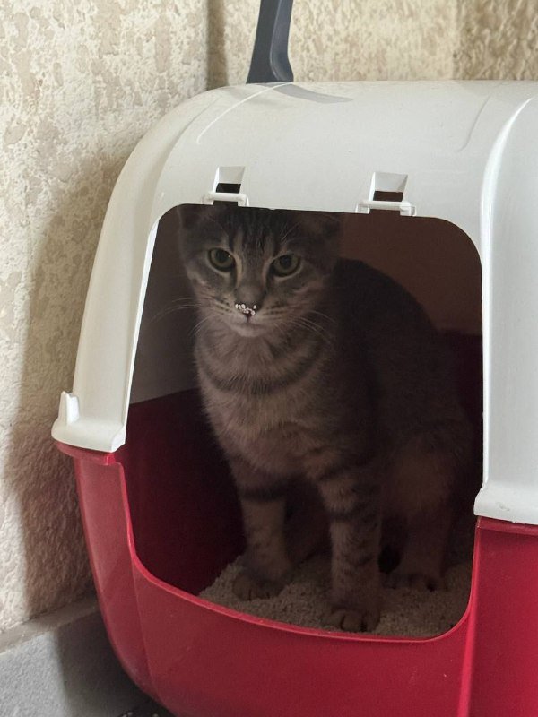 Кошечка Миледи Роби для заботливых хозяев 4