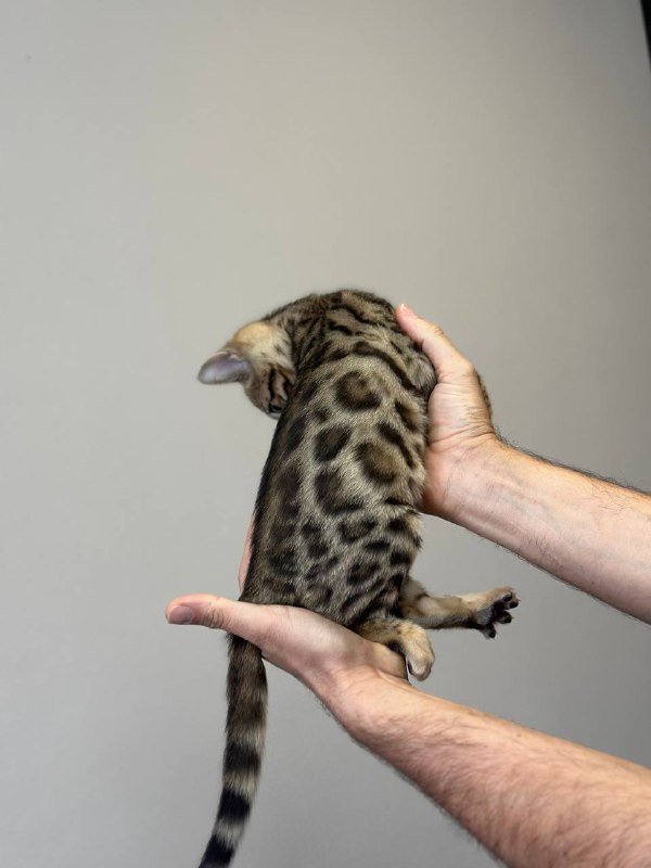 Леопардовая кошечка